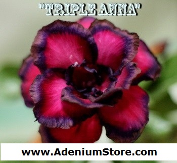 (image for) Adenium Obesum \'Double Anna\' 5 Seeds
